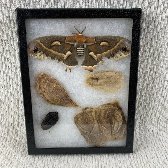 Other - Vintage Shadowbox Framed Cecropia Moth Taxidermy Cocoon Life Cycle Specimen Art